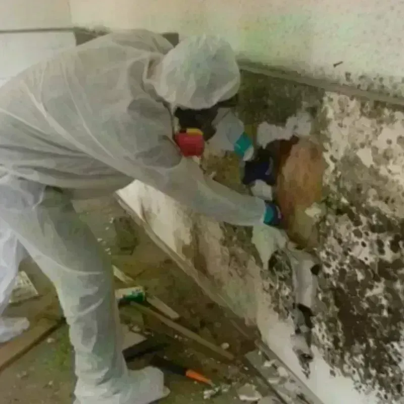 Mold Remediation and Removal in Randolph, WI